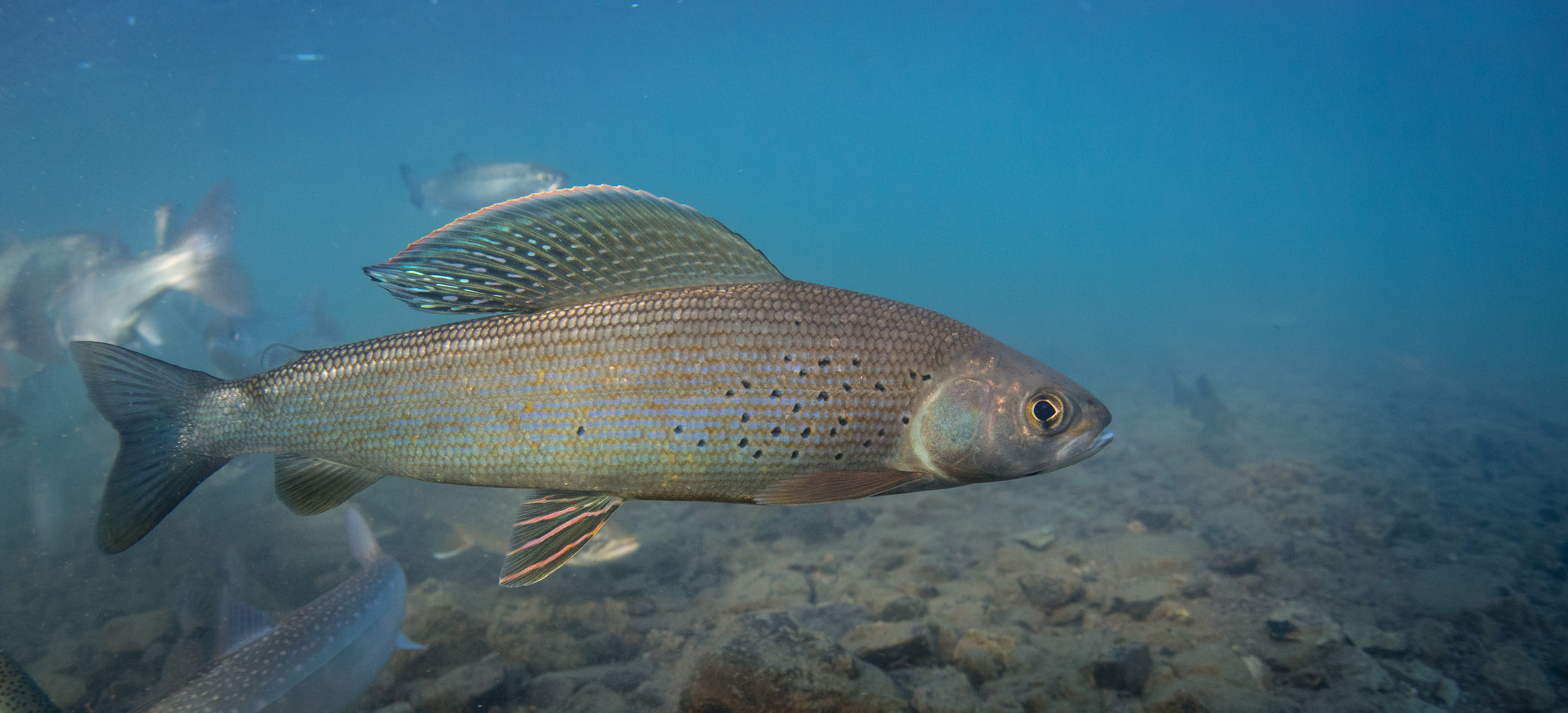 grayling walgreens